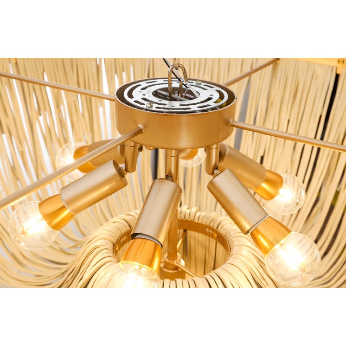 AM80723 Urchin